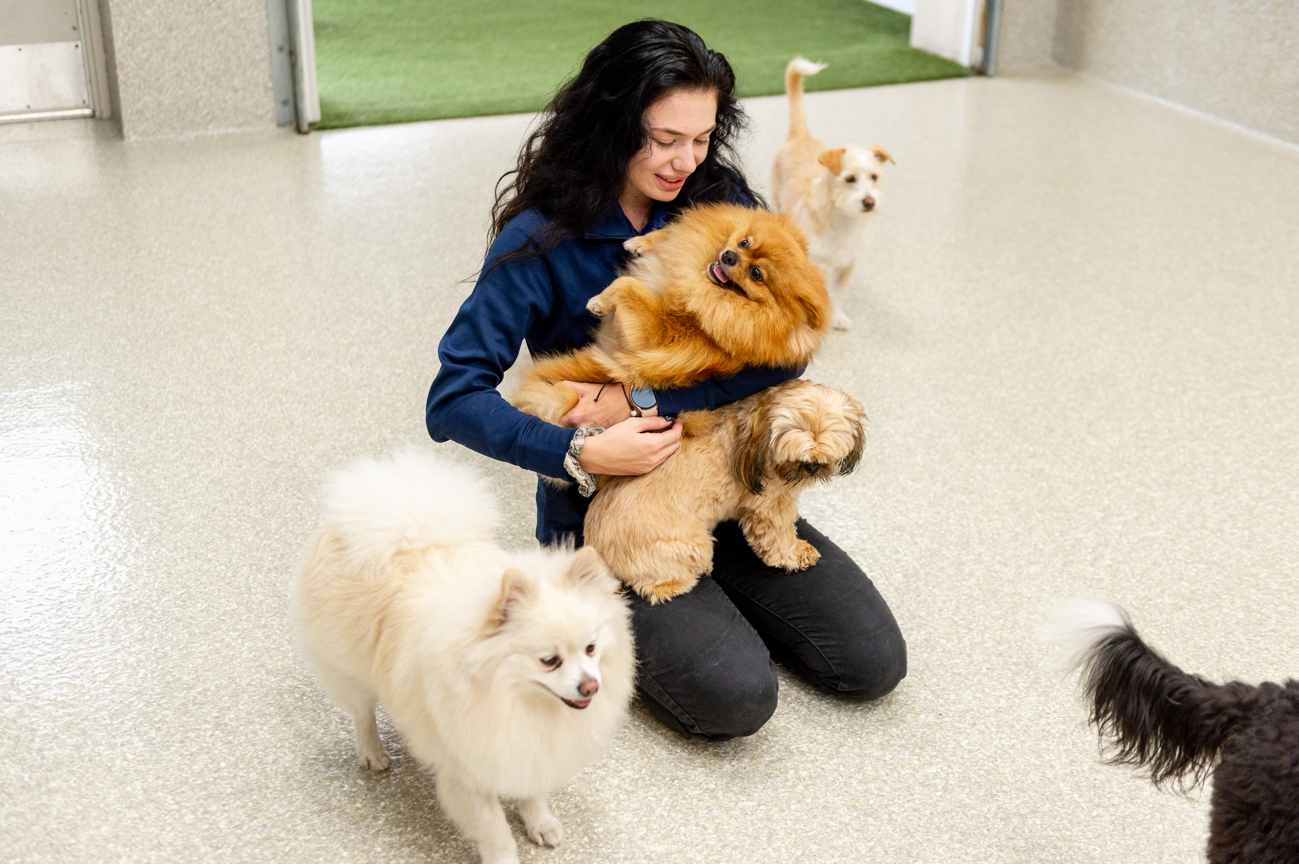 Friendly staff playing with small dogs at our doggie daycare.